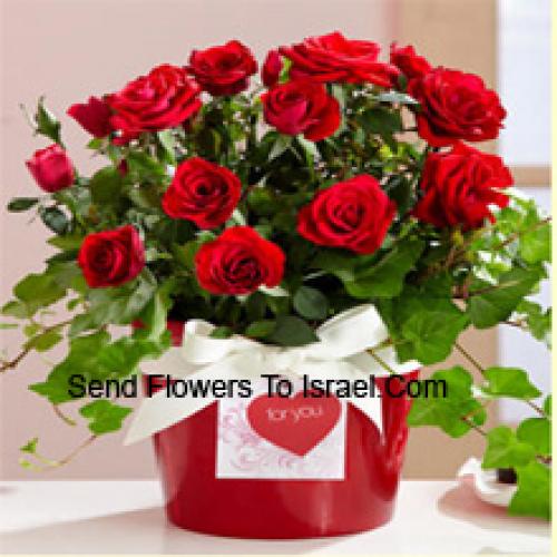 Cute Arrangement of 18 Red Roses