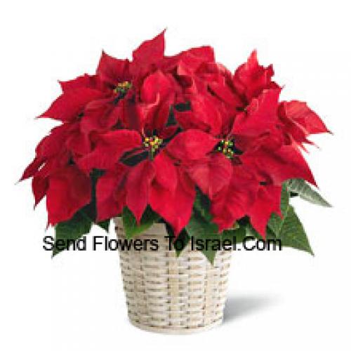 Adorável Poinsettia em Cesto