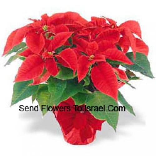 Beautiful Red Poinsettias